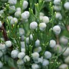 Wonderful Juniperus chinensis Gin Fizz Garden Plant