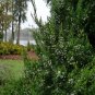 Wonderful Juniperus chinensis Gin Fizz Garden Plant