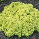 Wonderful Berberis thunbergii Kasia Sunjoy Mini Saffron Garden Plant
