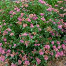 Wonderful Artisan Spirea Double Play Garden Plant