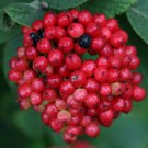 Wonderful Viburnum Red Balloon Shrub Garden Plant