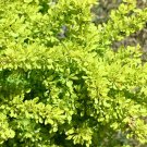 Wonderful Citrus Berberis Koren Sunjoy Garden Plant
