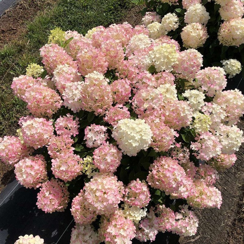 Wonderful Panicle Hydrangea Fire Light Tidbit Garden Plant