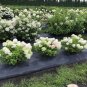 Wonderful Panicle Hydrangea Fire Light Tidbit Garden Plant