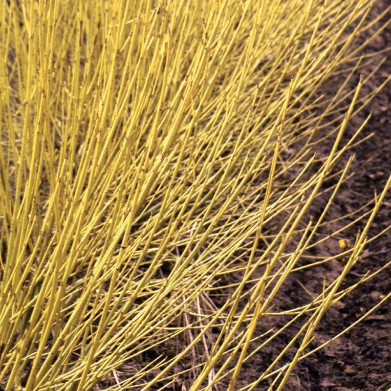 Wonderful Cornus sericea Redtwig Dogwood Arctic Fire Yellow Garden Plant