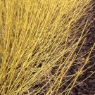 Wonderful Cornus sericea Redtwig Dogwood Arctic Fire Yellow Garden Plant