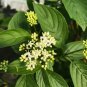 Wonderful Cornus sericea Redtwig Dogwood Arctic Fire Yellow Garden Plant