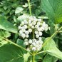 Wonderful Cornus sericea Redtwig Dogwood Arctic Fire Yellow Garden Plant