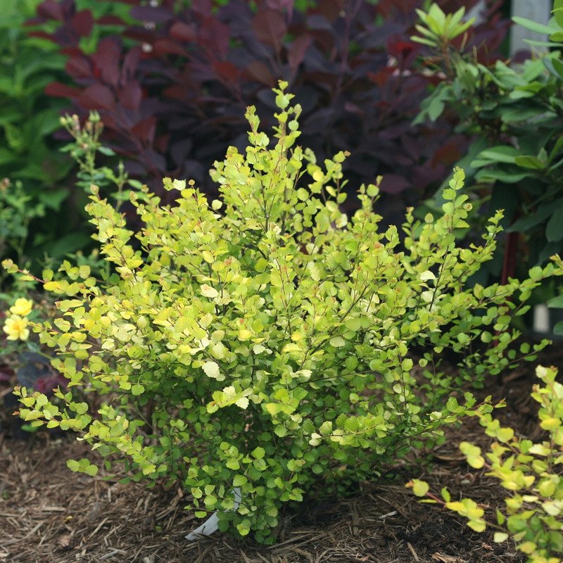 Wonderful Betula Cesky Gold Golden Treasure Dwarf Birch Garden Plant
