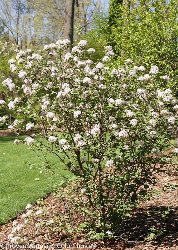 Wonderful Viburnum Spice Girl Korean Spice Garden Plant