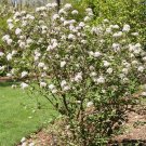 Wonderful Viburnum Spice Girl Korean Spice Garden Plant