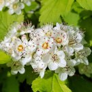 Wonderful Physocarpus Festivus Gold Ninebark Shrub Garden Plant