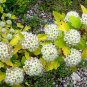 Wonderful Physocarpus Festivus Gold Ninebark Shrub Garden Plant