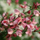 Wonderful Cytisus Sister Rosie Scotch Broom Garden Plant