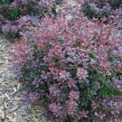 Wonderful Berberis Sunjoy Todo Barberry Garden Plant