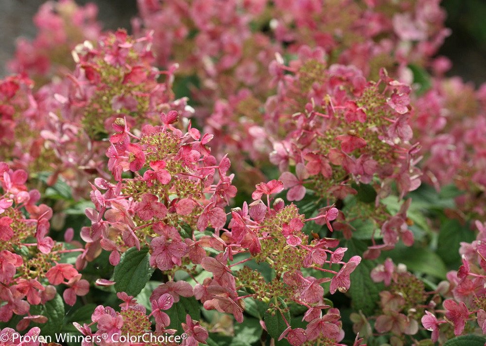 Wonderful Little Quick Fire Hydrangea Garden Plant