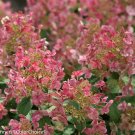 Wonderful Little Quick Fire Hydrangea Garden Plant