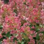 Wonderful Little Quick Fire Hydrangea Garden Plant