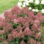 Wonderful Little Quick Fire Hydrangea Garden Plant