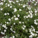 Wonderful Cinquefoil Potentilla Pure White Happy Face Bush Garden Plant
