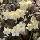 Wonderful Wine and Spirits Weigela Hardy Garden Plant