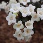 Wonderful Wine and Spirits Weigela Hardy Garden Plant