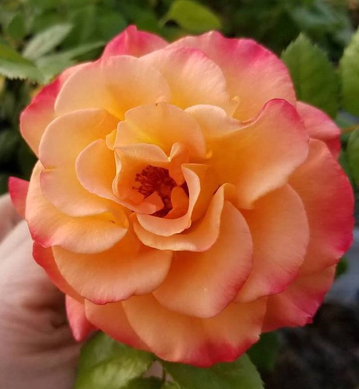Wonderful Sunorita Landscape Rose Garden Plant