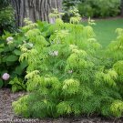 Wonderful Sambucus racemosa Lemony Lace Elderberry Garden Plant