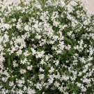 Wonderful Deutzia Yuki Snowflake Garden Plant