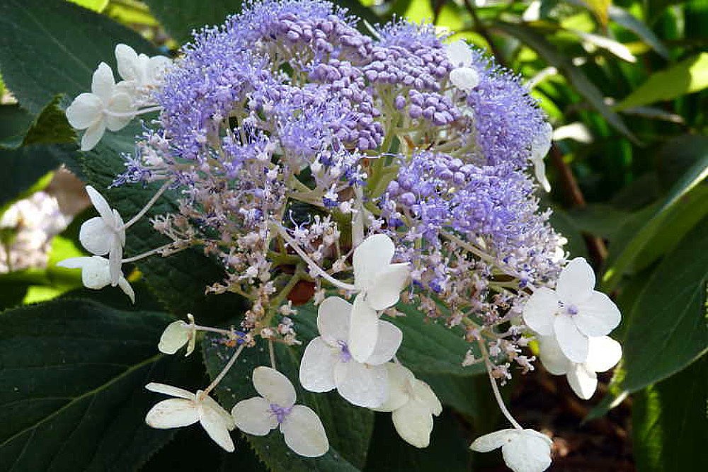 Wonderful Blue Bunny Hydrangea Shrub Garden Plant