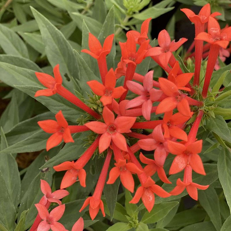 Wonderful Estrellita Little Star Firecracker Bush Bouvardia Garden Plant