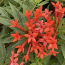 Wonderful Estrellita Little Star Firecracker Bush Bouvardia Garden Plant