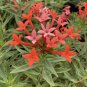 Wonderful Estrellita Little Star Firecracker Bush Bouvardia Garden Plant