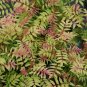 Wonderful Sobaria Sorbifolia Mr Mustard False Spiraea Garden Plant
