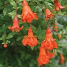 Wonderful Punica granatum Peppy Le Pom Pomegranate Garden Plant