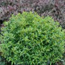 Wonderful Pyracomeles Juke Box Garden Plant