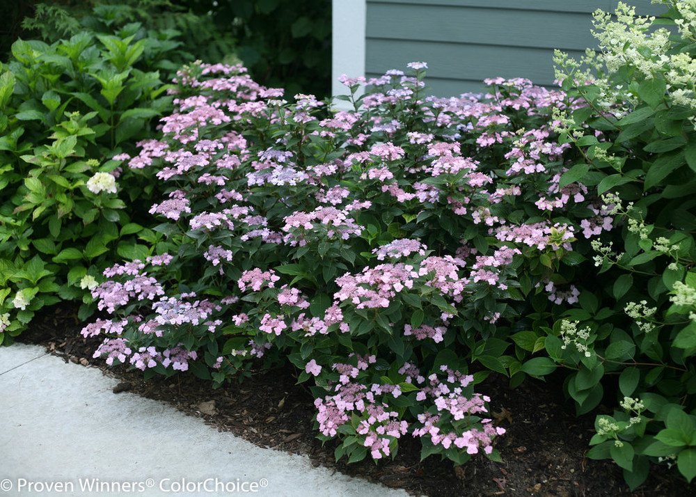 Wonderful Tiny Tuff Stuff Mountain Hydrangea Garden Plant
