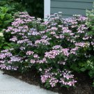 Wonderful Tiny Tuff Stuff Mountain Hydrangea Garden Plant