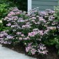 Wonderful Tiny Tuff Stuff Mountain Hydrangea Garden Plant