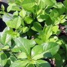 Wonderful Ilex Broadleaf Evergreen Mr Poppins Winterberry Holly Garden Plant