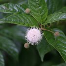 Wonderful Cephalanthus occidentalis Sugar Shack Garden Plant