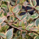 Wonderful Tres Amigos Abelia Garden Plant