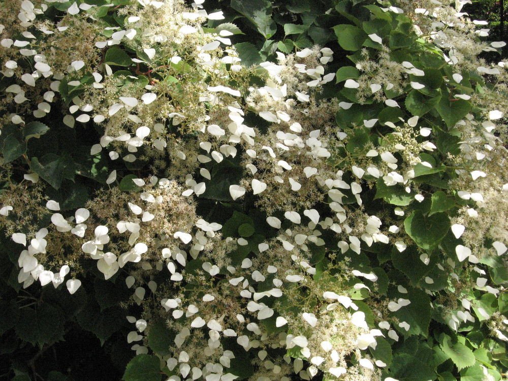 Wonderful Rare Moonlight Hydrangea Vine Shade Garden Plant
