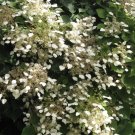 Wonderful Rare Moonlight Hydrangea Vine Shade Garden Plant