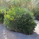 Wonderful Buxus Green Velvet Boxwood Compact Garden Plant