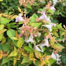 Wonderful Funshine Abelia Garden Plant