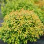 Wonderful Funshine Abelia Garden Plant