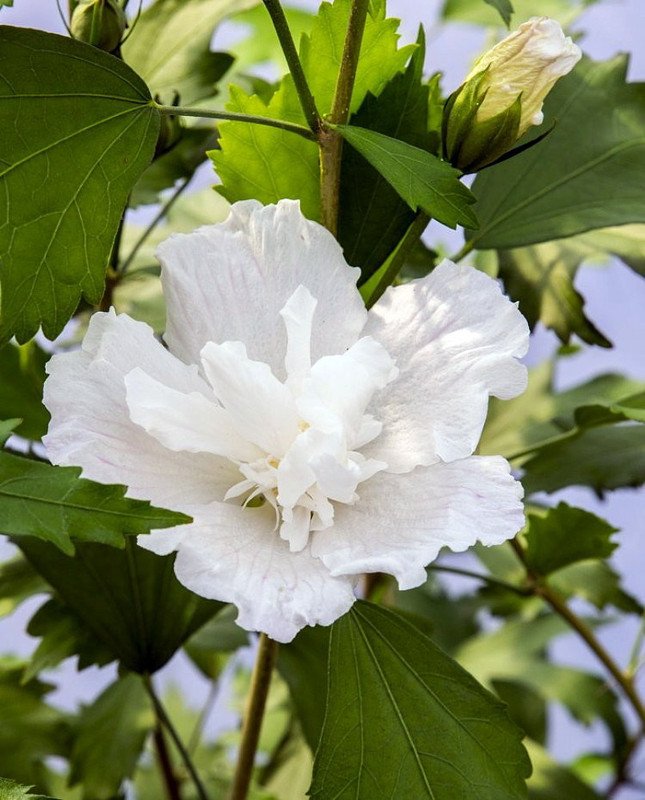 Wonderful White Pillar Hibiscus Rose of Sharon Garden Plant