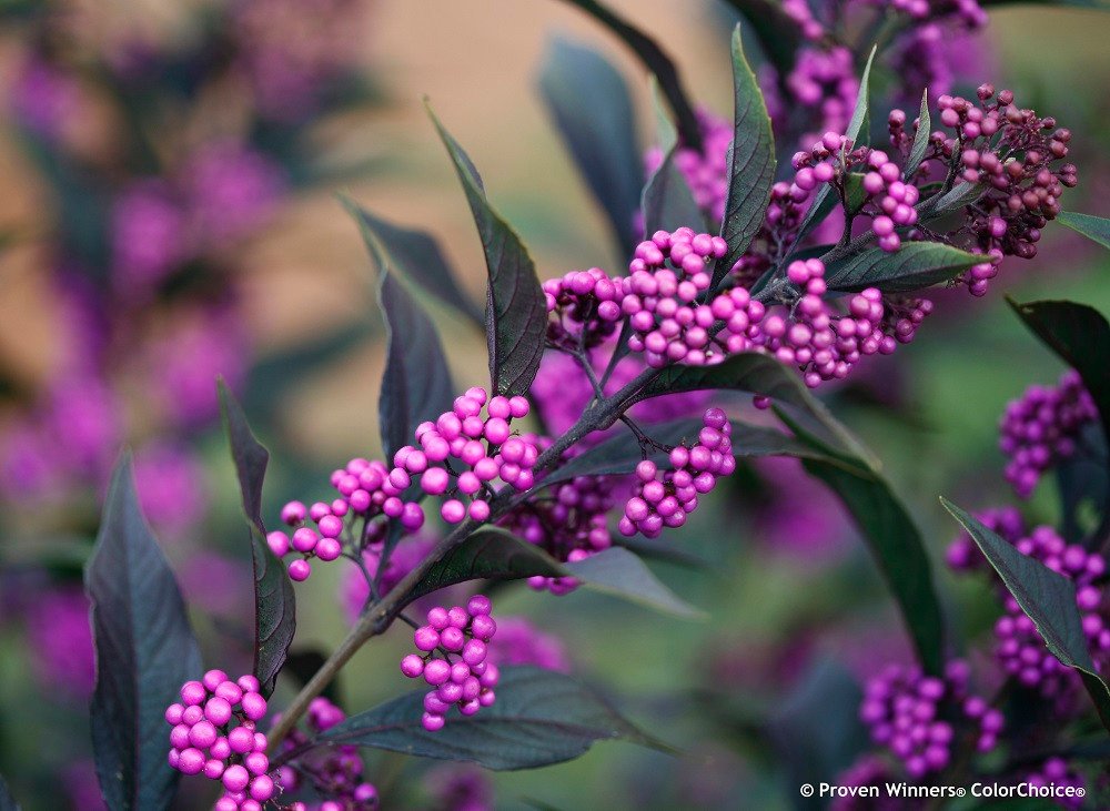 Wonderful Callicarpa Pearl Glam Beautyberry Garden Plant