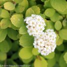 Wonderful Lime Foliage Glow Girl Spirea Lemon Garden Plant